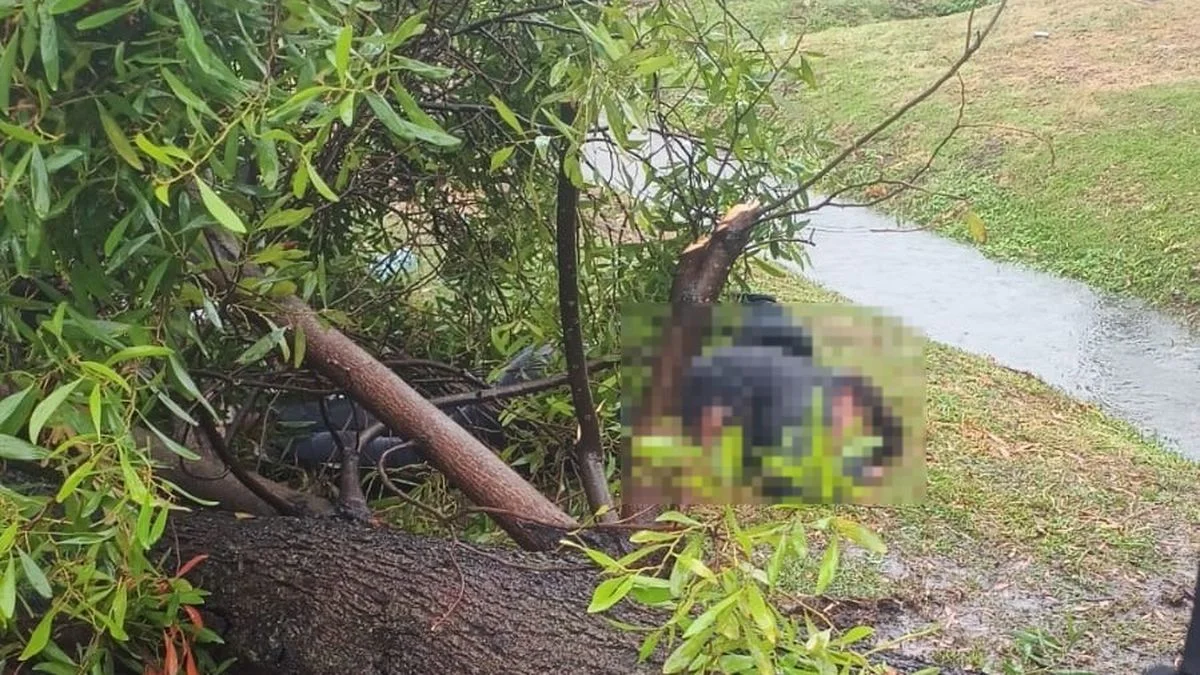 Un árbol aplastó a una mujer en Los Hornos