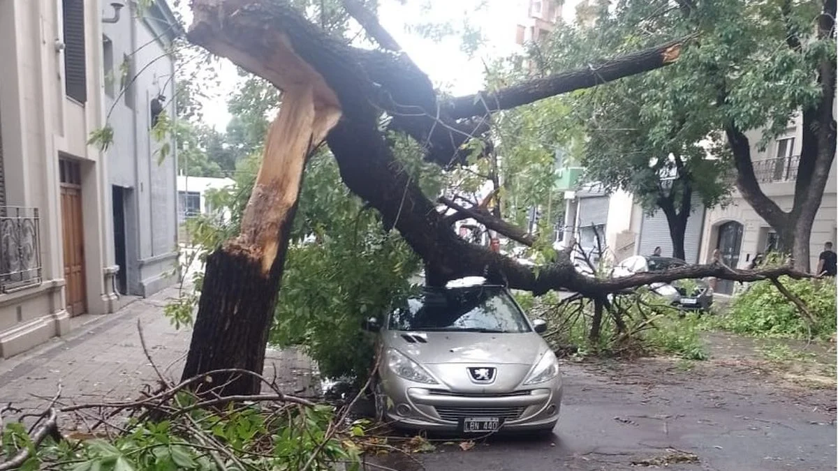 La tormenta en La Plata dejó más de 40 árboles caídos: cuánto llovió en cada barrio
