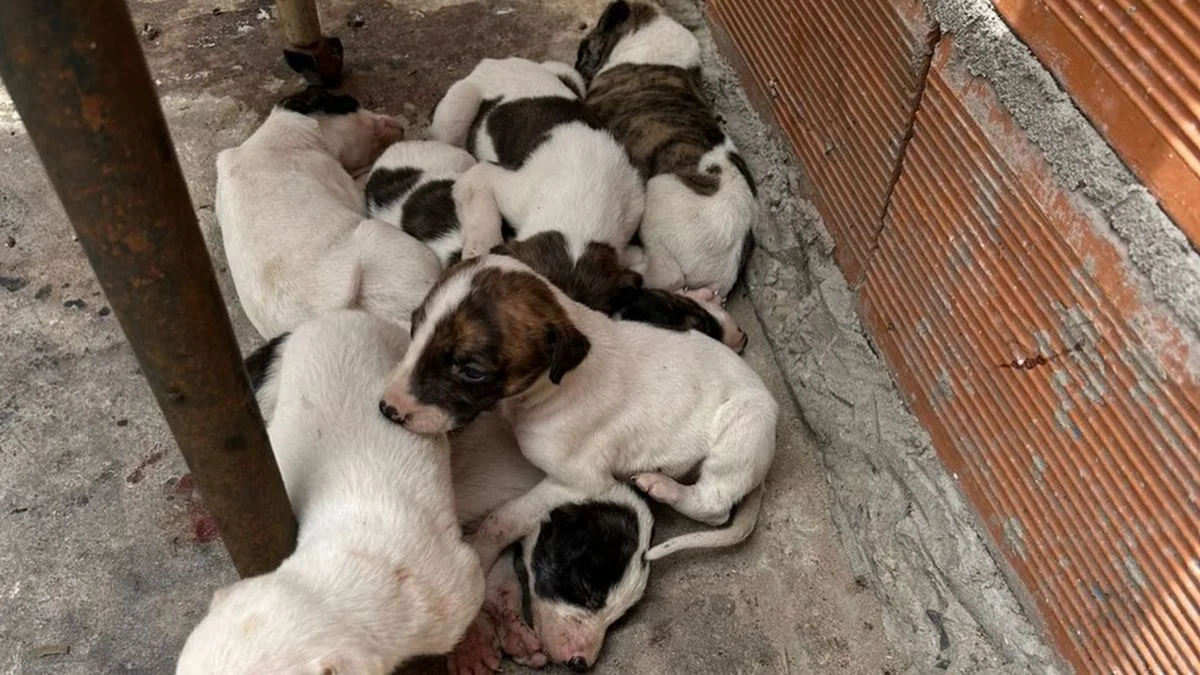 Pareja de Los Hornos, detenida por maltrato animal