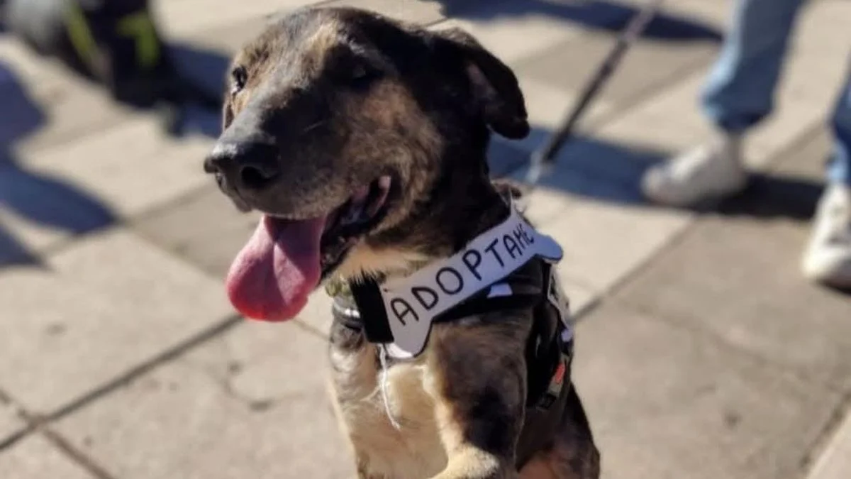 La Plata tendrá su tercera jornada de adopción responsable de mascotas en Plaza Malvinas