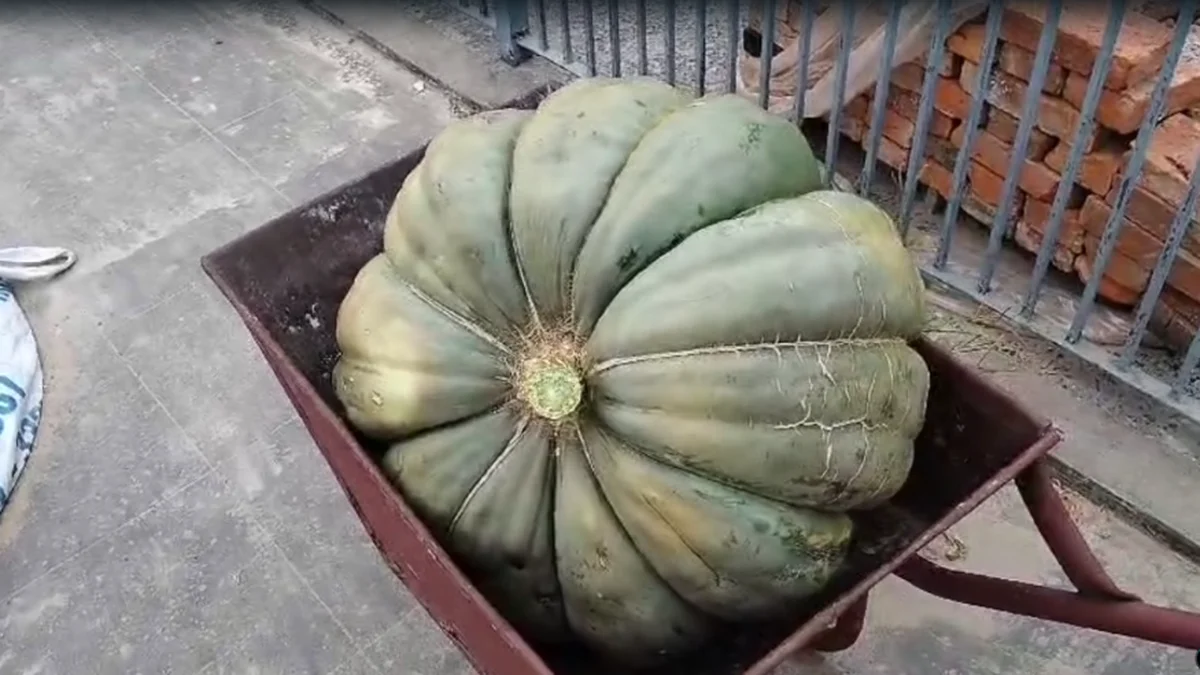 Vecino de Berisso cosechó un zapallo de 50 kilos
