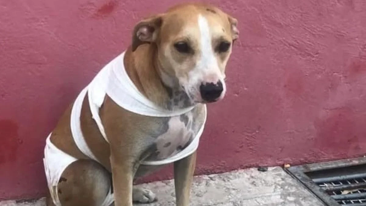 Piden ayuda para un hombre de La Plata y sus perros que perdieron todo en un incendio