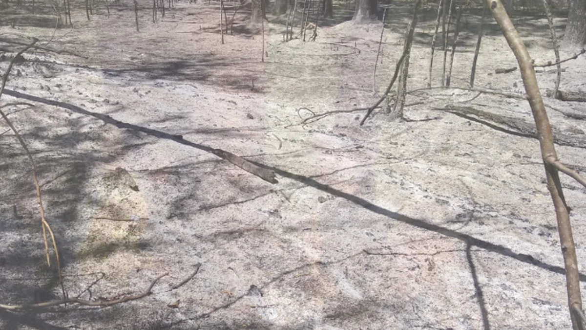 Así quedó el Parque Pereyra Iraola tras el feroz incendio