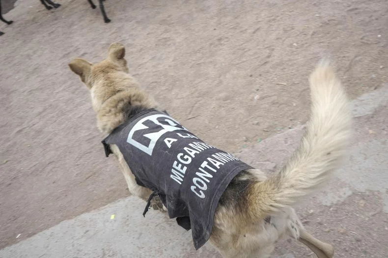 Las pecheras contra la minería, hasta en los perritos uspallatinos. 