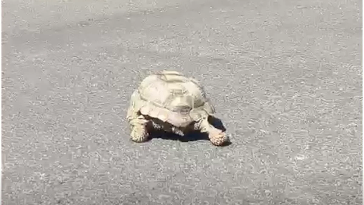 "Pancha", la tortuga que revolucionó a todo San Rafael por su desaparición