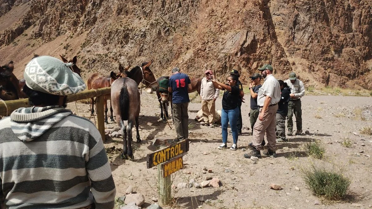 Diputados debate eliminar la tracción a sangre luego de la polémica en el Parque Aconcagua