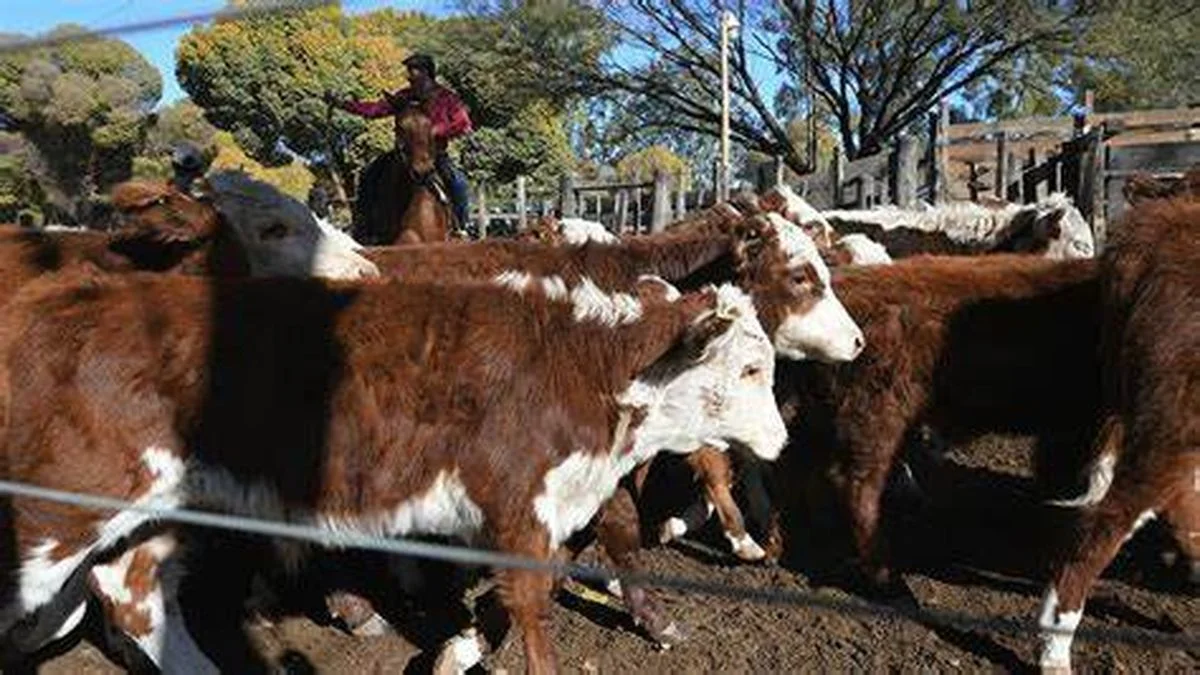 Mendoza: los productores ganaderos viven su momento de "cosecha" con el destete
