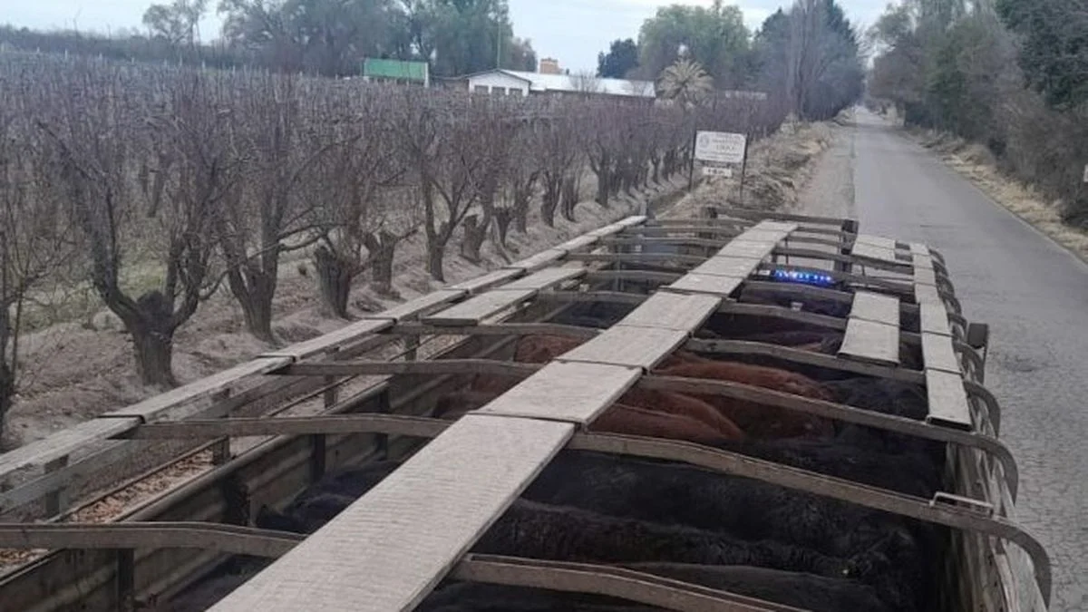 Detectan el transporte irregular de 42 bovinos en General Alvear y aprehenden al hombre que los trasladaba