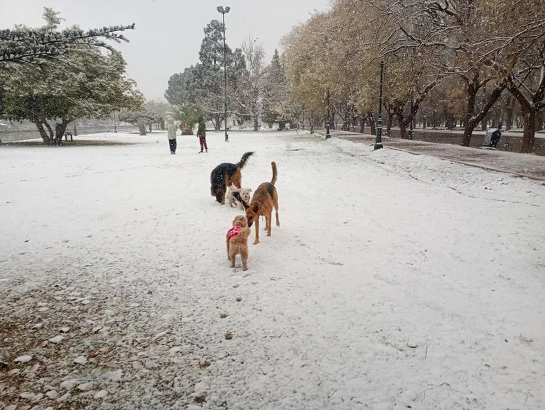 Hasta los perros disfrutaron de la nieve.&nbsp;