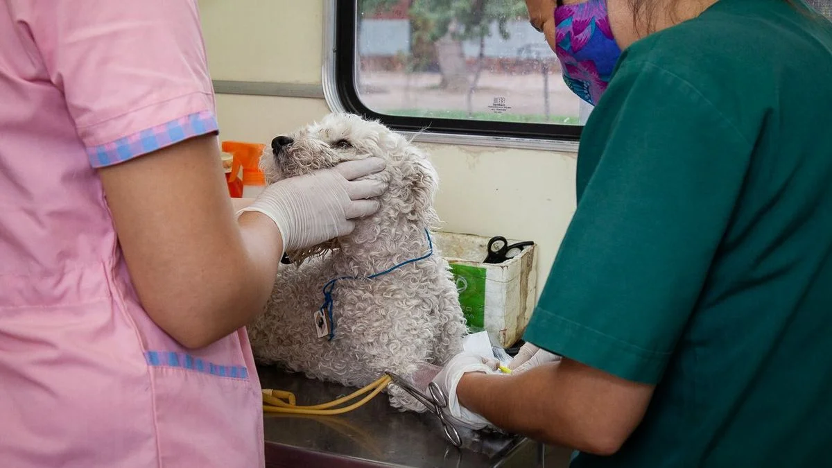 Las Heras lanzó SIMBA: cómo usar la aplicación para cuidado de mascotas