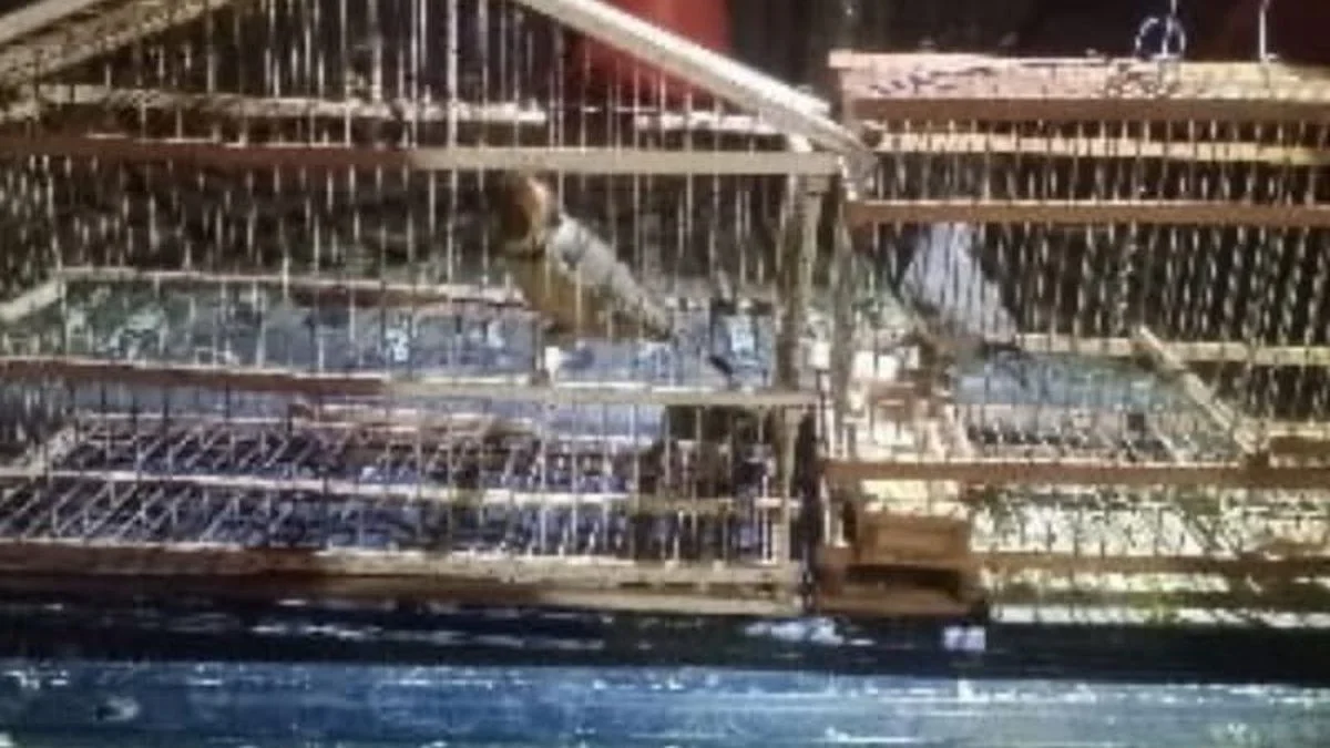 Aves en peligro: detuvieron en San Rafael a un hombre que llevaba un jilguero enjaulado
