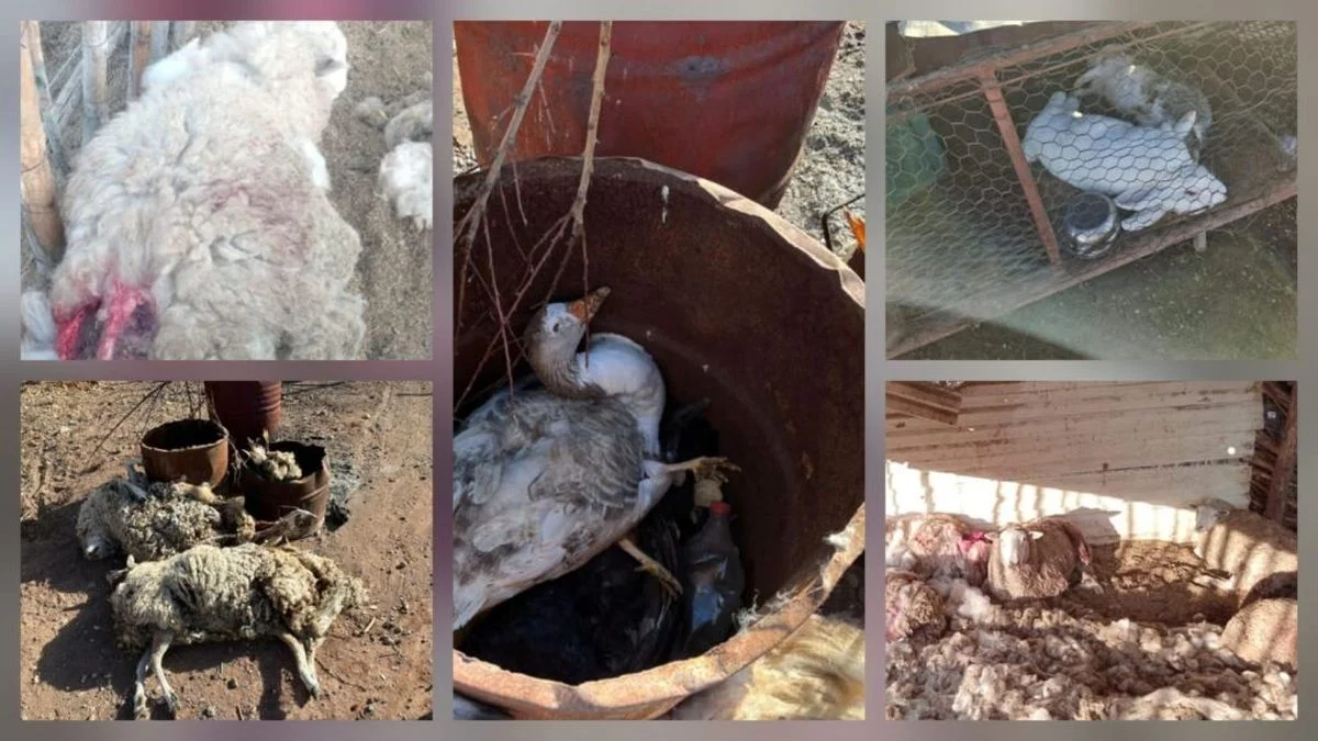 Matanza de animales en corrales de Malargüe: el reclamo de los puesteros