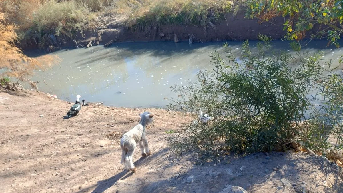 Desastre ambiental en el Pescara: 10 claves de la trama de responsabilidades y la falta de controles