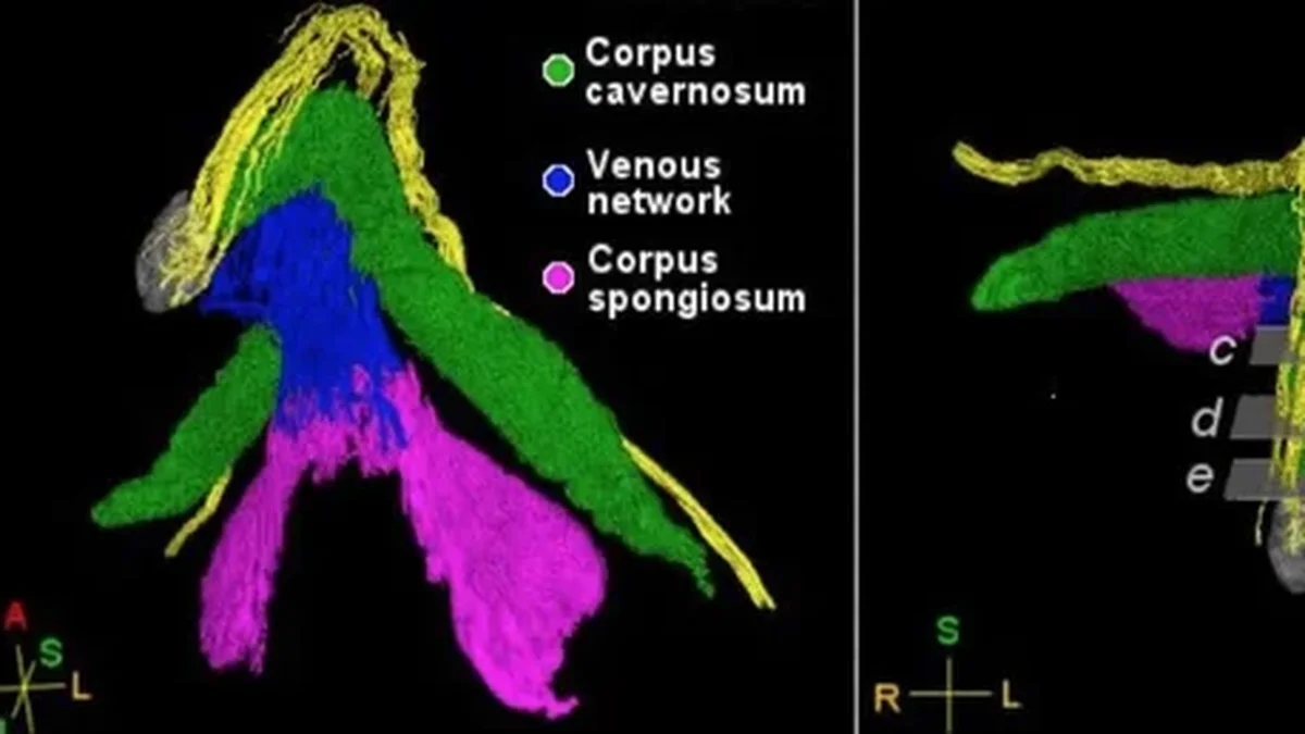 Científicas mapean por primera vez la red de nervios del clítoris en 3D: qué descubrieron