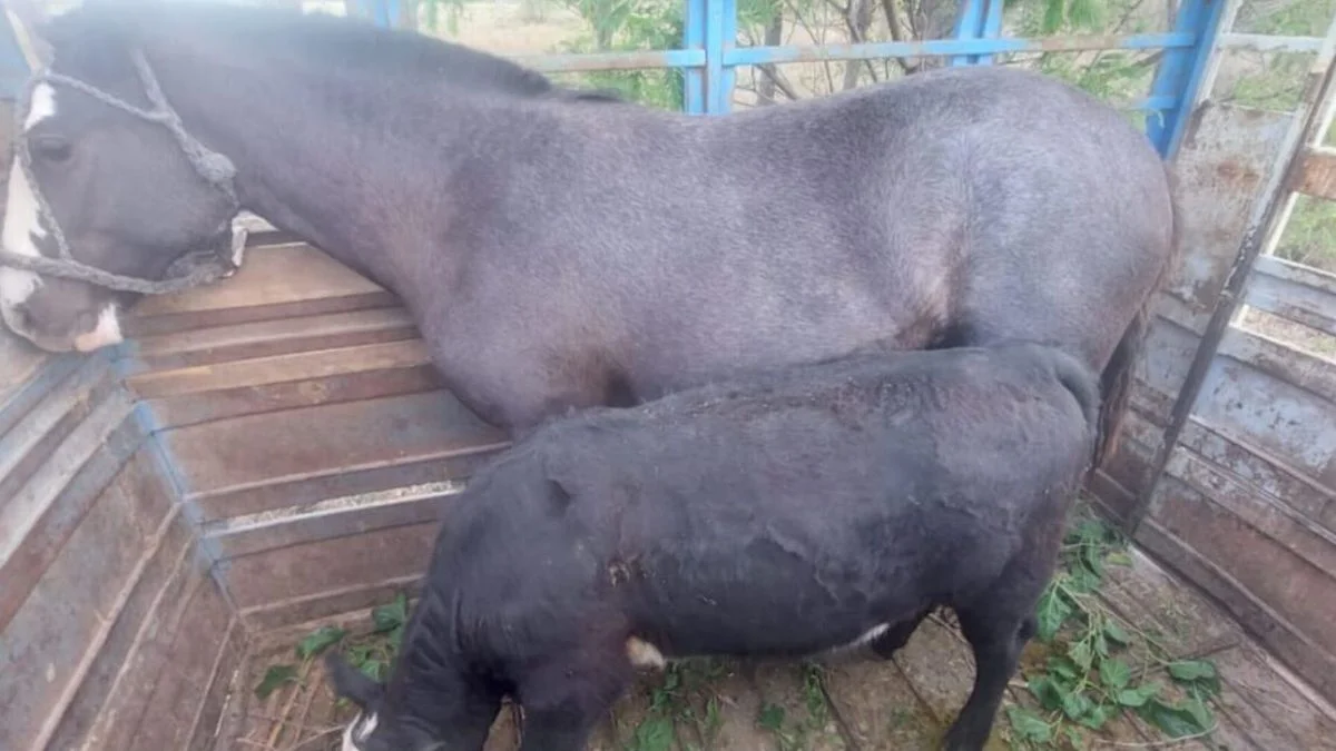 Policía Rural detuvo una camioneta en General Alvear que llevaba animales sin documentación