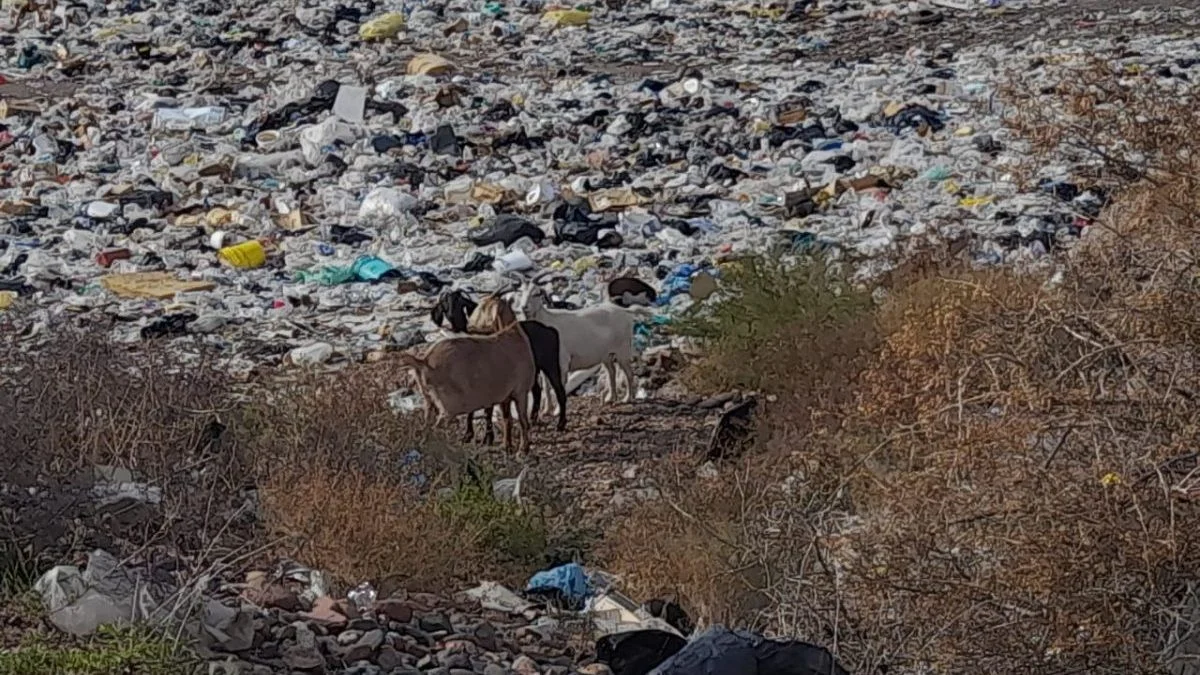 Allanamiento en Luján de Cuyo: dos detenidos y secuestro de animales y carne en mal estado