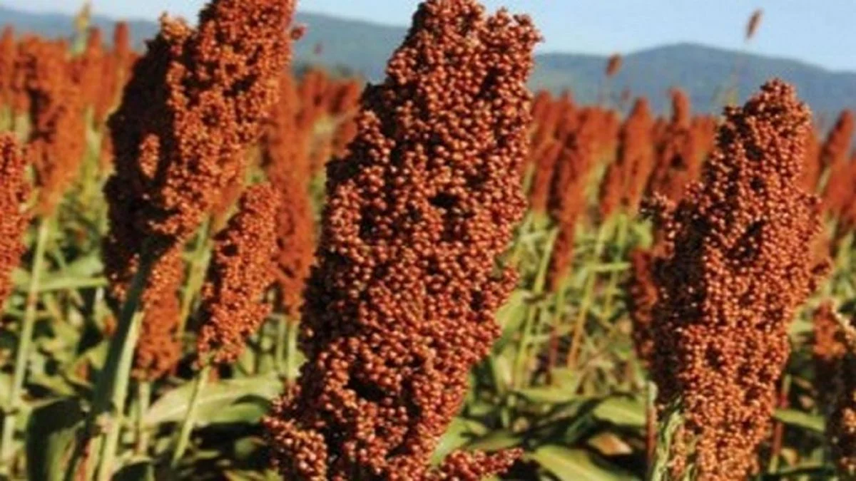 Sorgo argentino: qué es y porqué China se compró todos los embarques disponibles