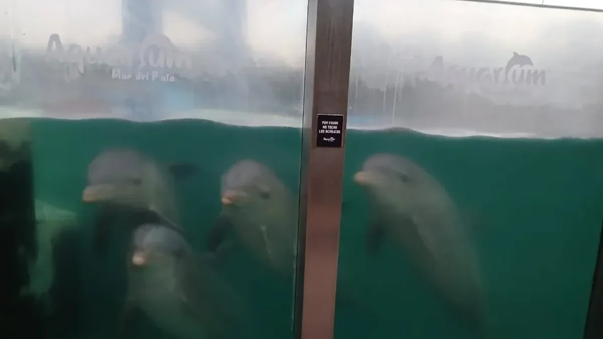 Denuncia que hay animales marinos en estado de abandono en el ex Aquarium de Mar del Plata