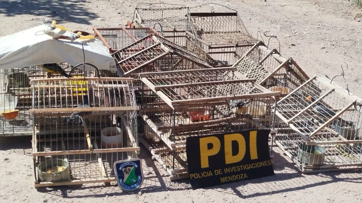 Tráfico ilegal de fauna: por qué el Siete Cuchillos es el ave más castigada en Mendoza