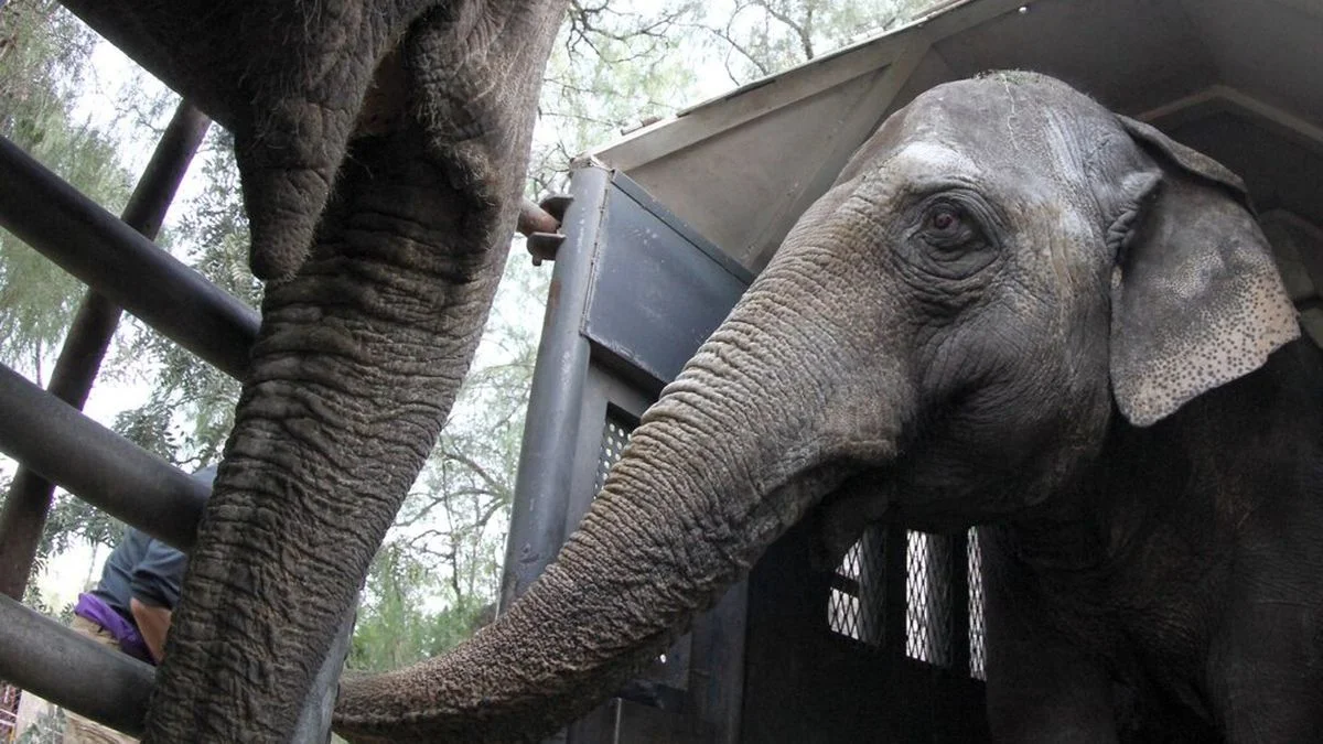Qué dijo el Gobierno de Mendoza sobre la muerte del elefante Tamy