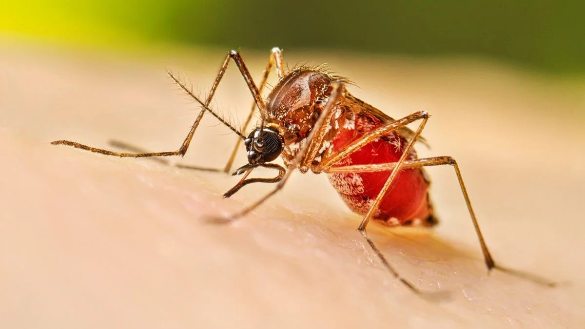 Solo 13 casos de dengue se registran en Mendoza en esta temporada