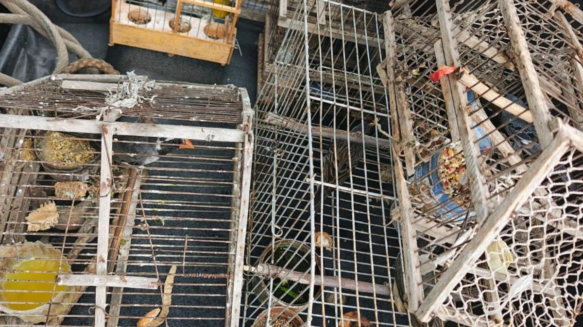 Rescatan aves silvestres protegidas que estaban en cautiverio en una casa de un barrio de Luján