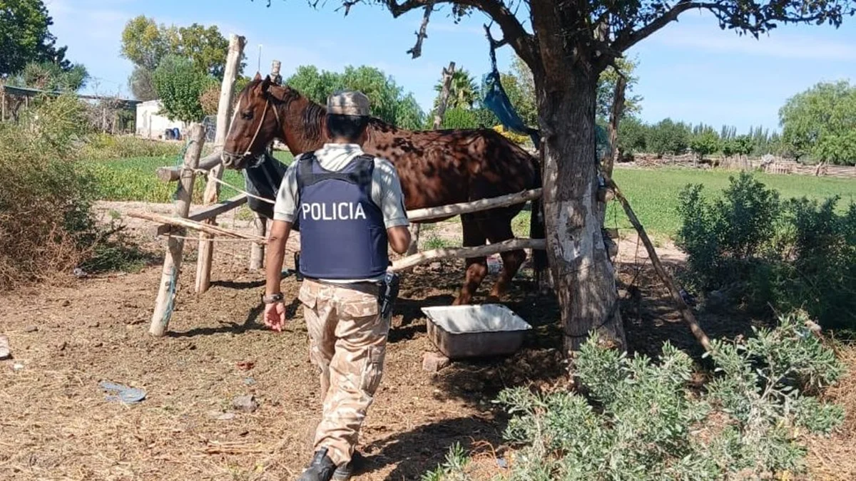 Traslados sospechosos y abandono: secuestran caballos en operativos rurales en Lavalle