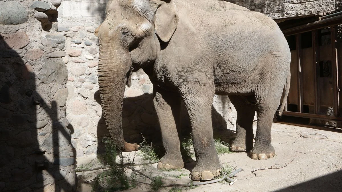 Autopsia al elefante Tamy reveló la causa de su muerte en el ex zoológico de Mendoza