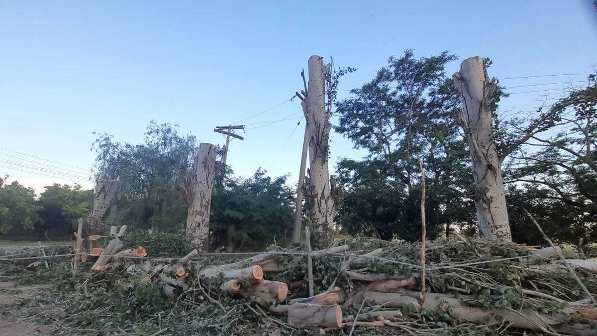 Vecinos hicieron sus reclamos por tala de árboles en San Rafael: "Efecto negativo en lo ambiental"