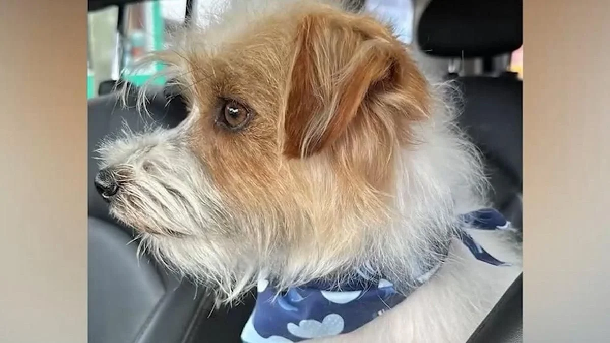 Indignante: asesinaron en Córdoba a un perro que era acompañante de una nena mendocina con epilepsia