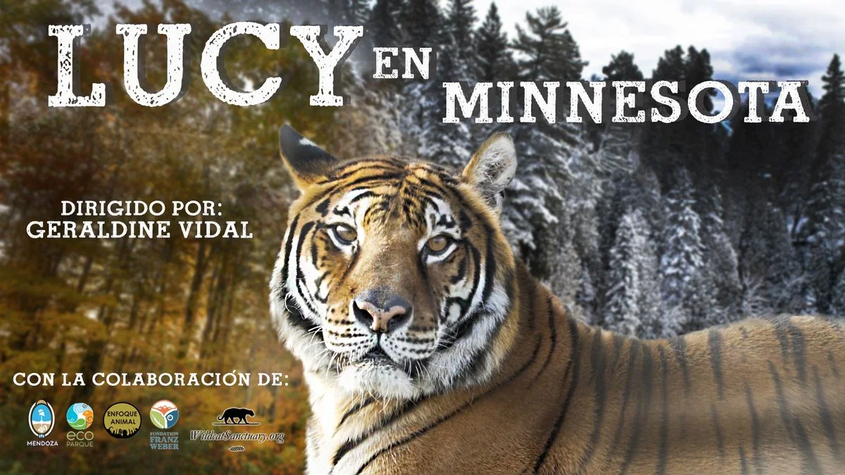 Estrenan "Lucy en Minnesota", documental que refleja el traslado de la última tigresa de Bengala del Ecoparque