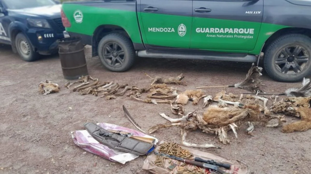 Malargüe va por los cazadores: hallaron patas de guanaco, plumas de choique y cabezas de zorro