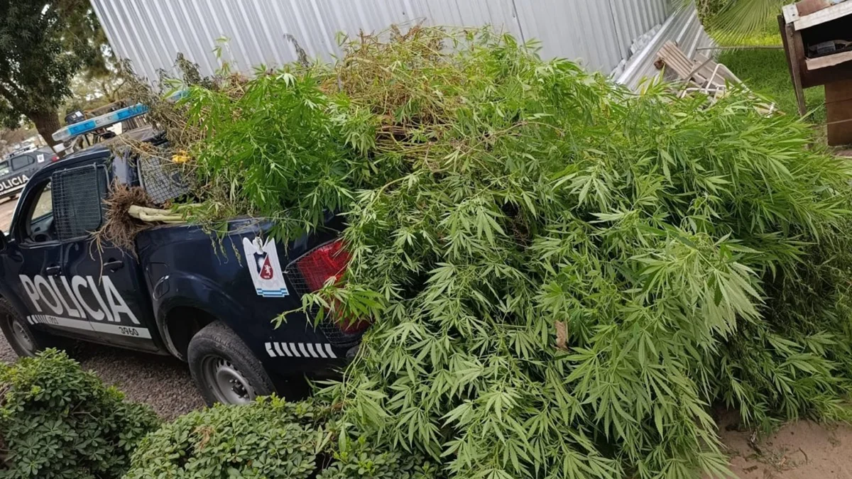 Vivero de marihuana en Maipú: secuestraron 20 plantas de tres metros en una vivienda de Rodeo del Medio
