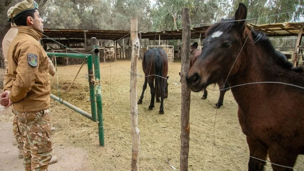 Más de 350 kilos de carne en mal estado y una investigación penal en General Alvear