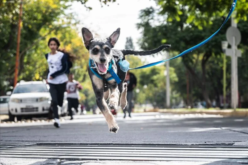 La Ciudad brinda servicios veterinarios gratuitos durante diciembre.&nbsp;