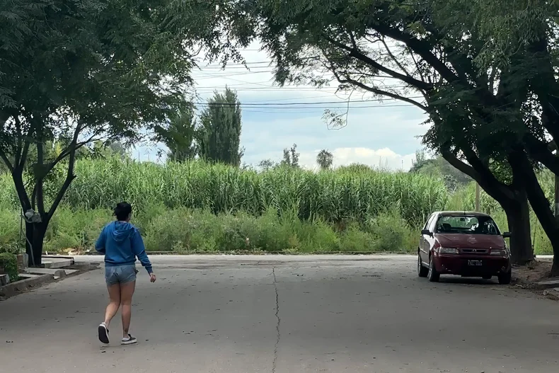 El cañaveral por el que reclaman los vecinos 