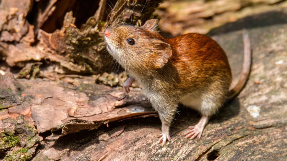 Tres muertos en un crucero que partió de Argentina: investigan posible brote de hantavirus