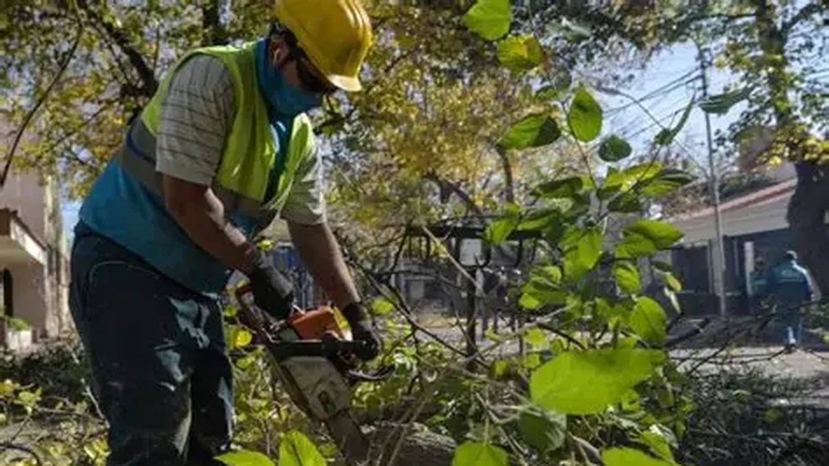San Rafael y Ambiente: la puja por la poda y una dirección que "ya no existe"
