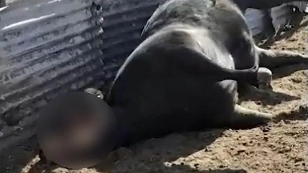 Muerte de animales en el Sur, ¿fue obra del chupacabras?