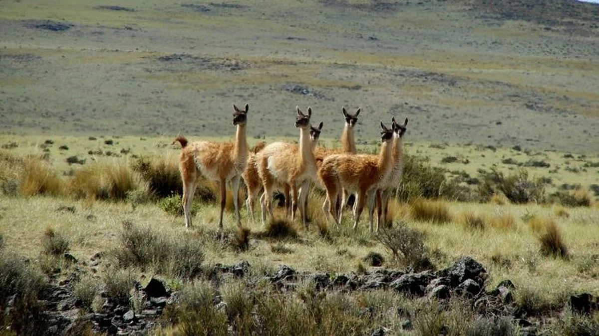 Día Internacional del Guanaco: inédito video muestra el desplazamiento migratorio en La Payunia