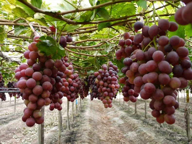 La cereza es la uva con mayor producción en Argentina. 