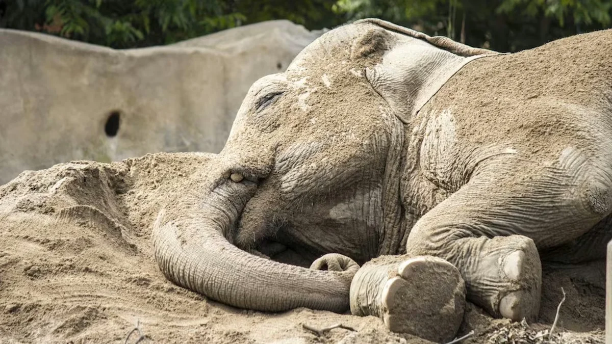 Muerte de Tamy: así es el riguroso proceso de necropsia al elefante del Ecoparque de Mendoza