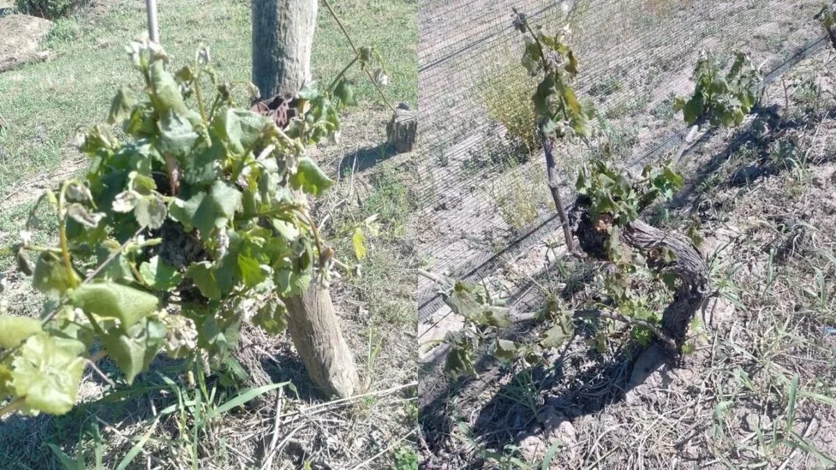 Heladas tardías en el Sur: cultivos dañados y preocupación en los productores