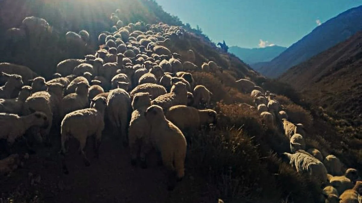 Veranada 2.0: productores de ganadería del sur pueden conectarse a internet en la montaña