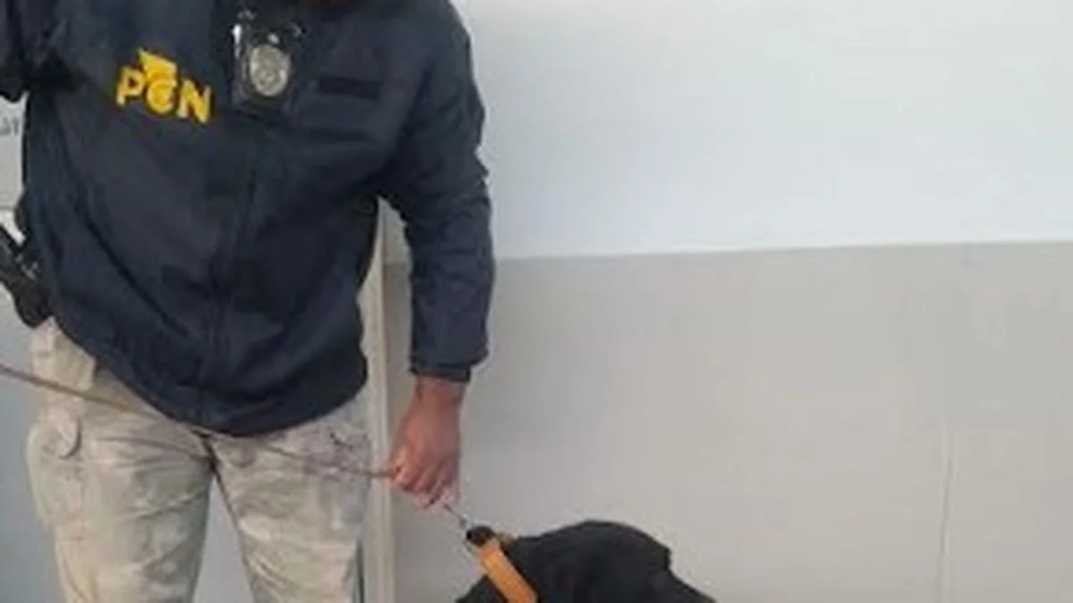 Droga: una mujer quedó detenida por llevar 350 gramos de cocaína en una mochila