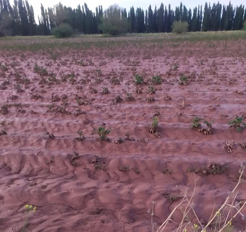 Producción de papa semilla en el Sur.
