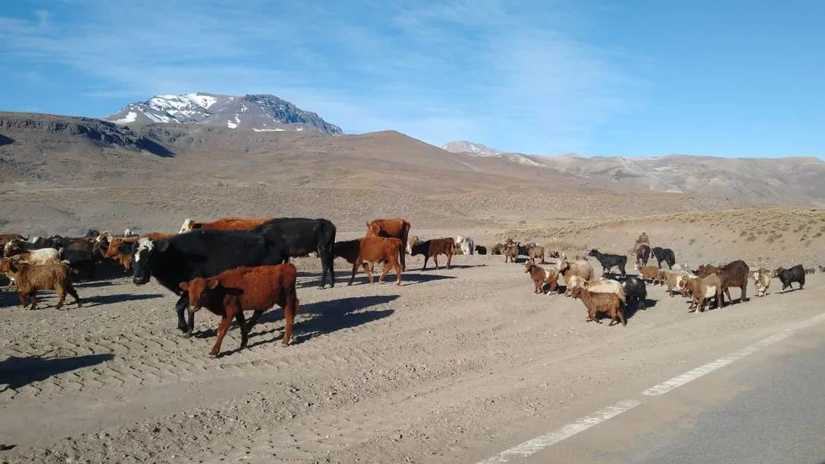Malargüe: concejales reciben a productores ganaderos preocupados por la seguridad