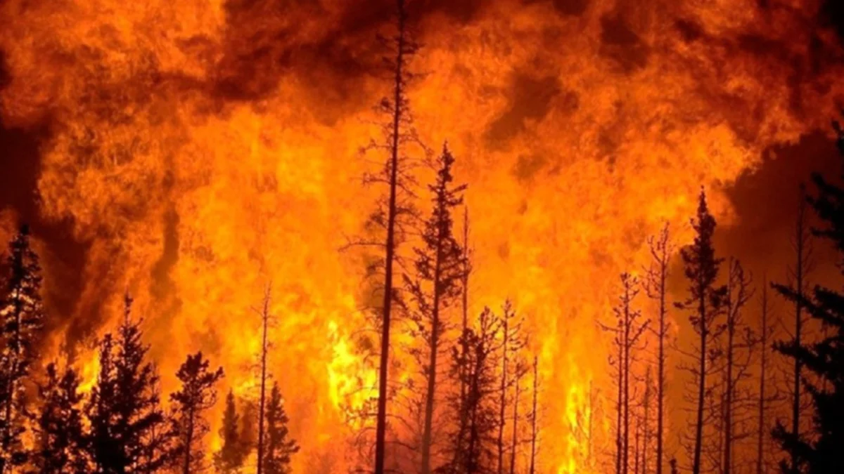 Chile: incendios forestales activan evacuaciones tras más de siete mil hectáreas quemadas