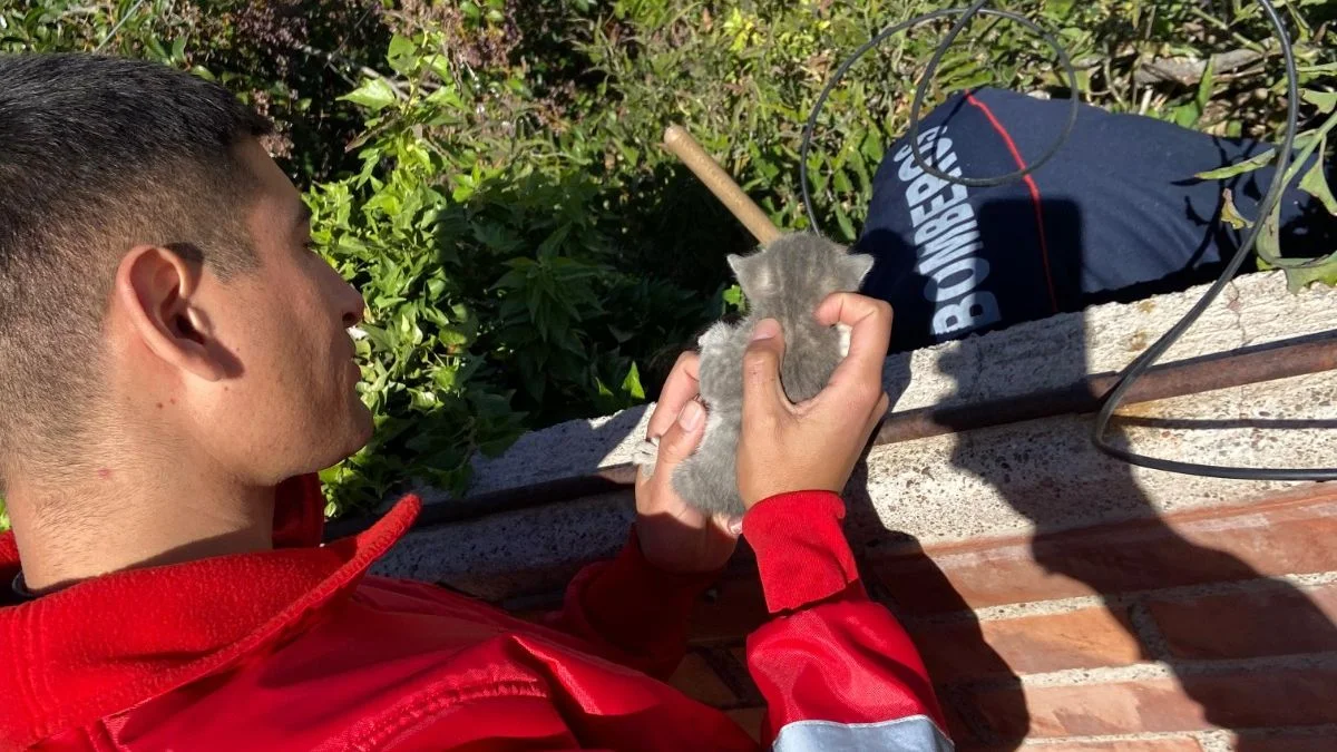 Bomberos armaron un operativo para rescatar a tres gatitos