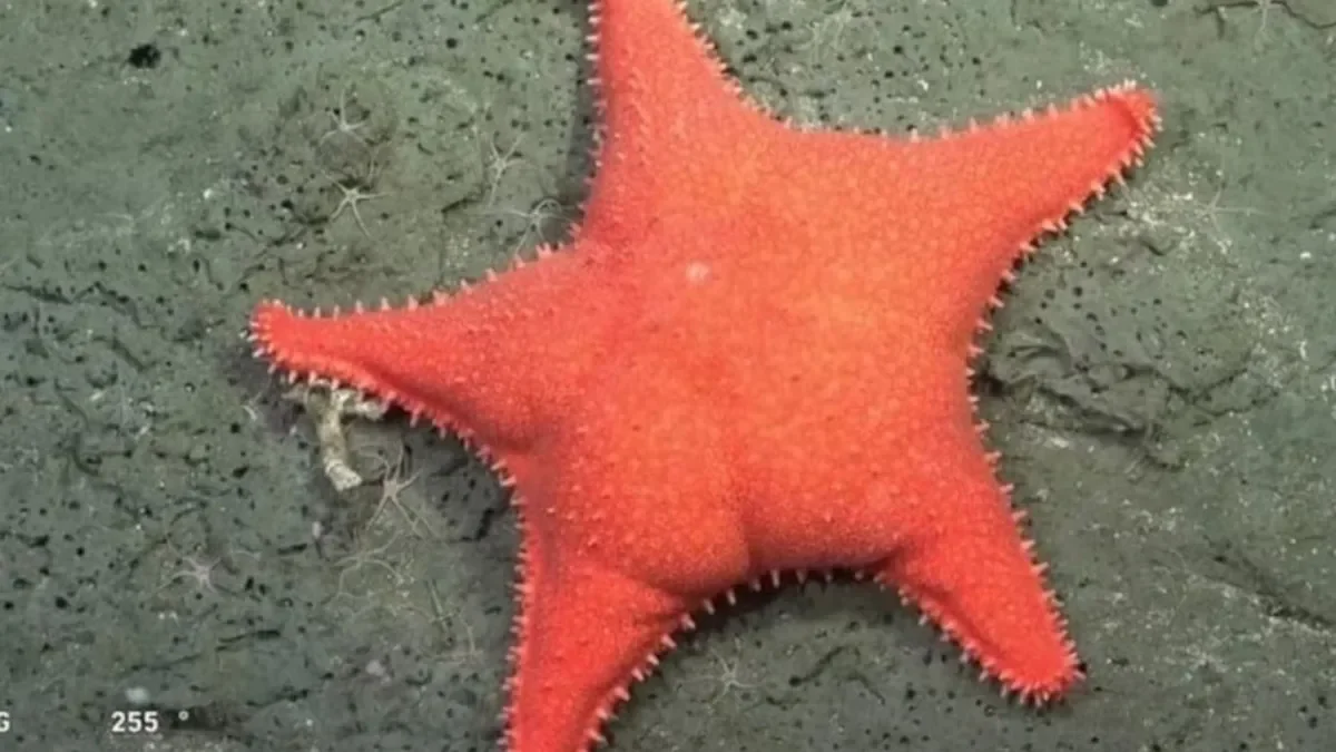 La "estrella culona" del Conicet tiene mejor imagen que cualquier político nacional, dice una consultora